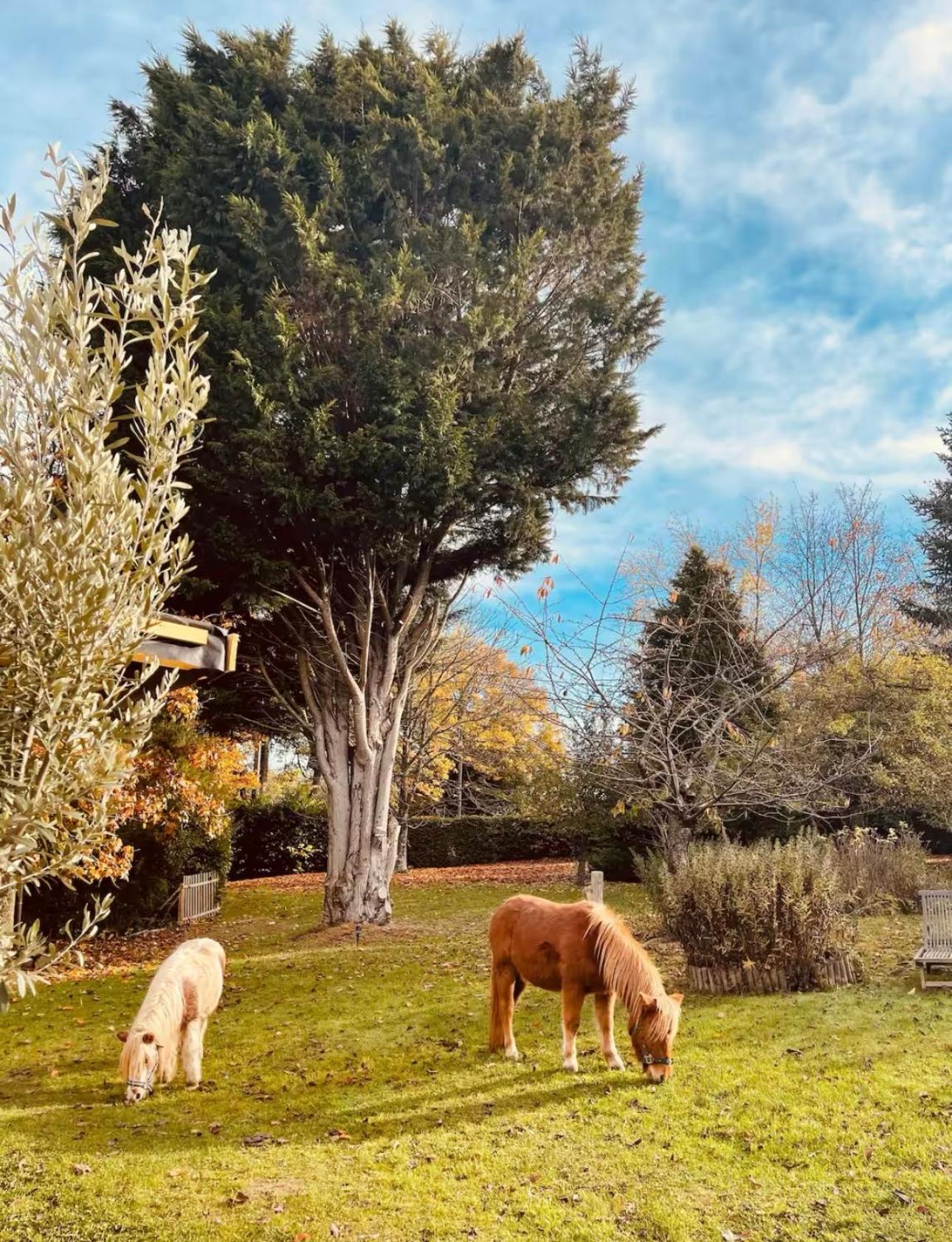 Cottage Normand Avec Sa Grande Piscine Chauffee Toute L Annee Sur Parc Arbore Et Clos En Plein Coeur De La Campagne Adapte Aux Kids Et Dog Friendly Saint-Antonin-de-Sommaire Buitenkant foto